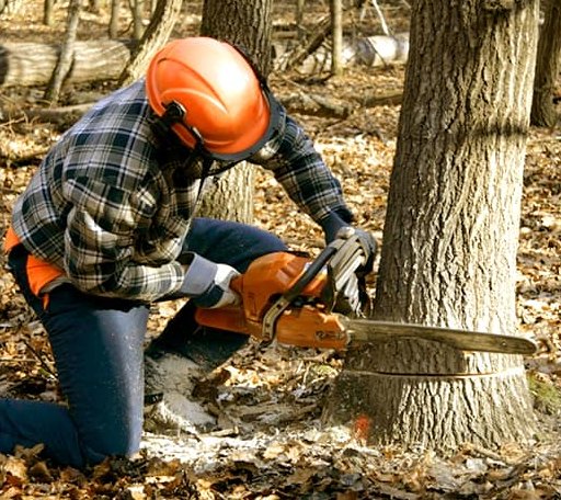 Tree Removal in Witt, IL